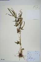 藏品(鳳尾蕨)的圖片