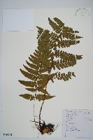 藏品(黑足鱗毛蕨)的圖片