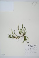 藏品(三翅鐵角蕨)的圖片