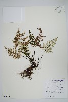 藏品(粉背蕨)的圖片