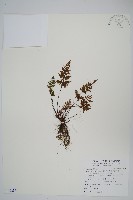 藏品(亨氏擬旱蕨)的圖片