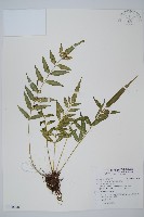 藏品(蘭嶼鐵角蕨)的圖片