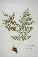 藏品(大黑柄鐵角蕨、黃鱗鐵角蕨、大羽鐵角蕨)的圖片