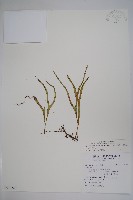 藏品(擬芨瓦葦)的圖片