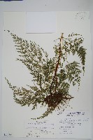 藏品(高山金粉蕨)的圖片