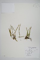 藏品(瓦葦)的圖片