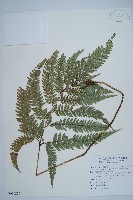 藏品(細葉複葉耳蕨)的圖片