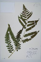 藏品(廣葉鋸齒雙蓋蕨)的圖片