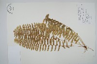 藏品(毛葉腎蕨)的圖片