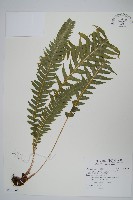 藏品(翅軸假金星蕨、短柄卵果蕨)的圖片