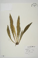 藏品(叢葉鐵角蕨)的圖片