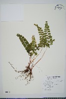 藏品(海島陵齒蕨)的圖片