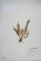 藏品(蒿蕨)的圖片