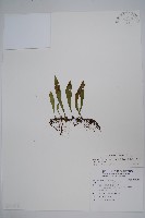 藏品(小葉劍蕨)的圖片