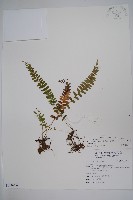 藏品(陵齒蕨、鱗始蕨)的圖片