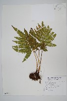 藏品(傅氏鳳尾蕨)的圖片