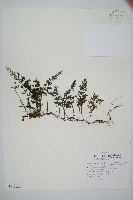 藏品(華東瓶蕨)的圖片