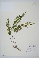 藏品(單邊鐵角蕨)的圖片