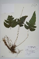 藏品(聖蕨)的圖片