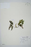 藏品(瓶蕨)的圖片