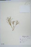 藏品(松葉蕨)的圖片