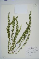 藏品(攀緣陵齒蕨、攀緣鱗始蕨)的圖片