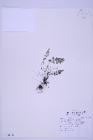 藏品(北京鐵角蕨)的圖片