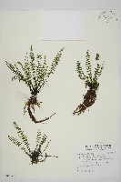 藏品(縮羽鐵角蕨)的圖片