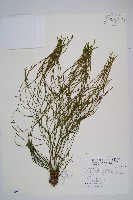 藏品(鱗葉石松)的圖片