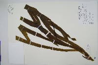 藏品(帶狀瓶爾小草)的圖片