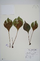 藏品(車前蕨)的圖片