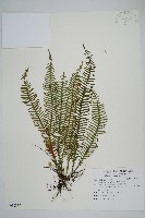 藏品(穴子蕨)的圖片