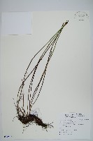 藏品(二條線蕨)的圖片