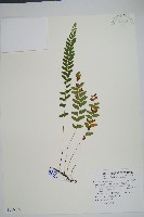 藏品(陵齒蕨、鱗始蕨)的圖片