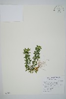 藏品(長柄千層塔)的圖片