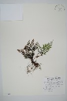 藏品(線片長筒蕨)的圖片