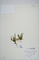 藏品(姬荷包蕨)的圖片