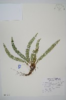 藏品(芽胞耳蕨、芽孢耳蕨)的圖片