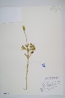 藏品(玉山石松)的圖片