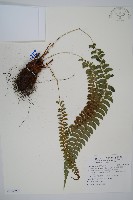 藏品(軟骨耳蕨)的圖片