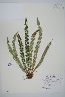 藏品(芽胞耳蕨、芽孢耳蕨)的圖片