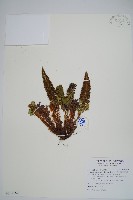 藏品(針葉耳蕨)的圖片