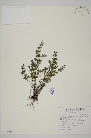 藏品(臺灣高山鐵線蕨)的圖片