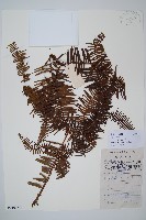 藏品(假芒萁)的圖片