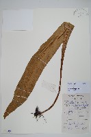 藏品(星蕨)的圖片