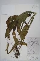 藏品(箭葉星蕨)的圖片