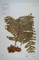 藏品(槲蕨)的圖片