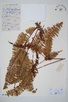 藏品(芒萁)的圖片