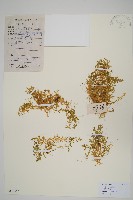 藏品(蔓出卷柏)的圖片