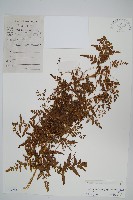 藏品(海金沙)的圖片